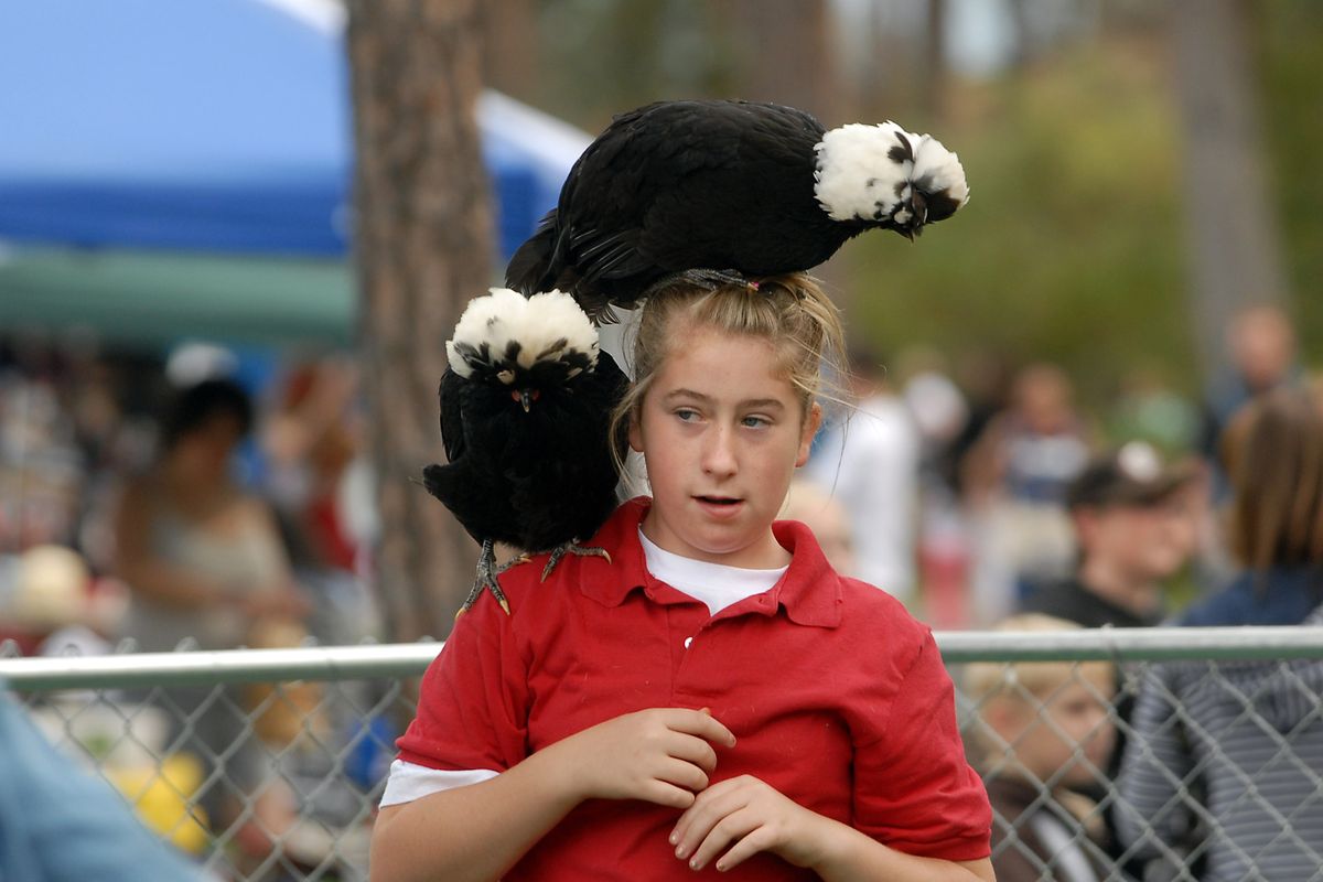 Michelle Melius, 12, wears two white-crested chickens on her head and shoulder while helping out at the ACS Ponies and Petting Zoo attraction  at Valleyfest 2008.  (File / The Spokesman-Review)