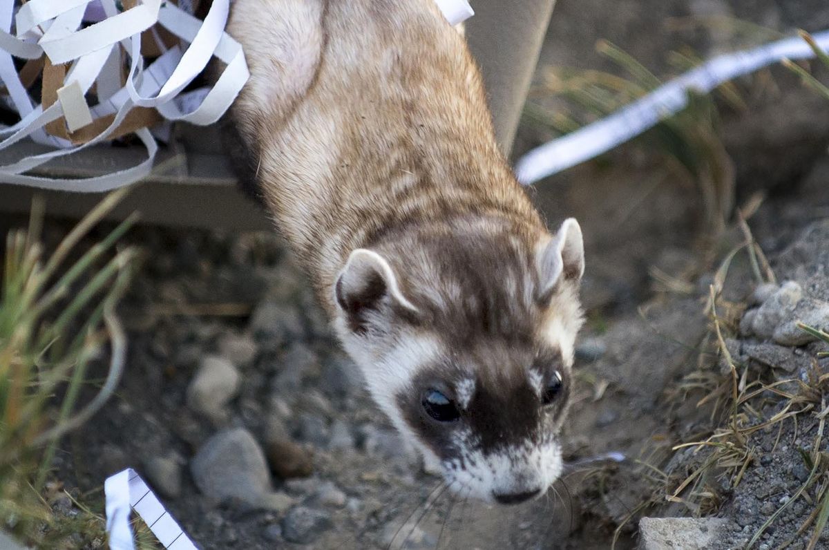 New group of rare, slinky ferrets released on Wyoming ranch The