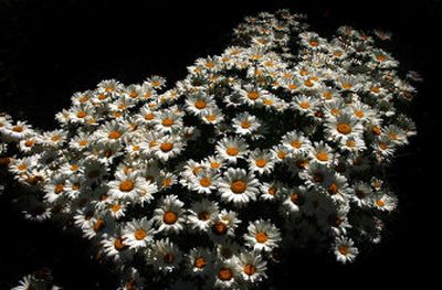 
Dwarf Shasta Daisies bloom  in Manito Park. The plant blooms in June and July and can be cut for a second bloom in September. 
 (Brian Plonka / The Spokesman-Review)