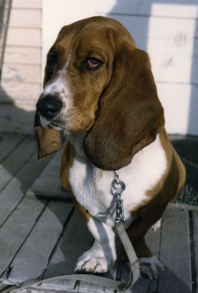 Casey the basset hound was well-known in downtown Helena, where she roamed and mooched tidbits from residents.
