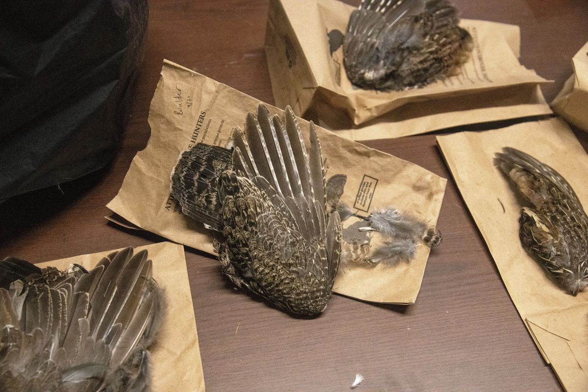 Grouse wings are displayed on a table at the Washington Department of Fish and Wildlife wing bee on Wednesday, March 11, 2026, at WDFW’s storage warehouse in Spokane. Biologists were sorting the wings to determine the age, sex and species of birds killed by hunters last fall.  (Michael Wright/The Spokesman-Review)