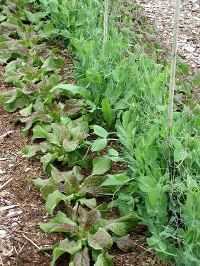 
A small plot of ground can grow an amazing amount of fresh vegetables. Some ways to eke the most from limited garden space are to transplant whenever possible, and to plant another vegetable as soon as you clear space of a vegetable. 
 (AP / The Spokesman-Review)