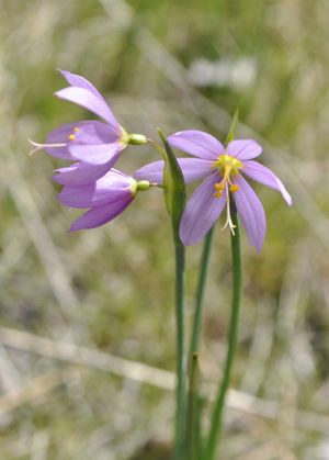 One of the Pacific Northwest's best wild flowers, the grass widow (Olsynium douglasii), blooms early in spring.  (Mike Prager)