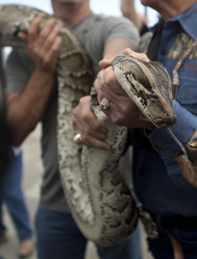 In this Jan. 17, 2013, file photo, a captured 13-foot-long Burmese python is displayed for snake hunters and the media before heading out in airboats for the Python Challenge in the Florida Everglades. (J Pat Carter / Associated Press)