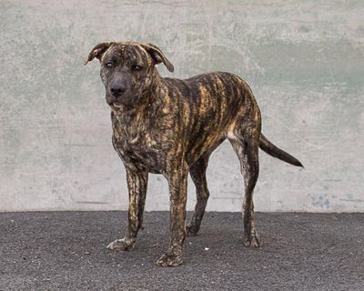 Iris is a very sweet, timid girl. She is young and needs someone to take her through SCRAPS dog training classes. She would do best in a home with no small children. (Karen Fosberg / Courtesy of Karen Fosberg)