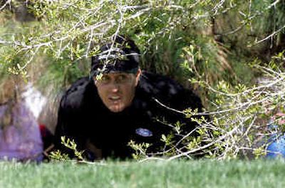 
Phil Mickelson looks to see where his shot went after hitting from under a tree.
 (Associated Press / The Spokesman-Review)