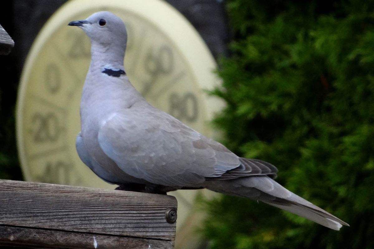 Eurasian collared-dove. (Terry Gray)