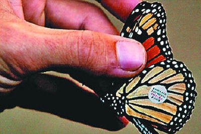 
Numbered stickers are being attached to monarch butterflies in California to track their winter travels. 
 (Associated Press / The Spokesman-Review)