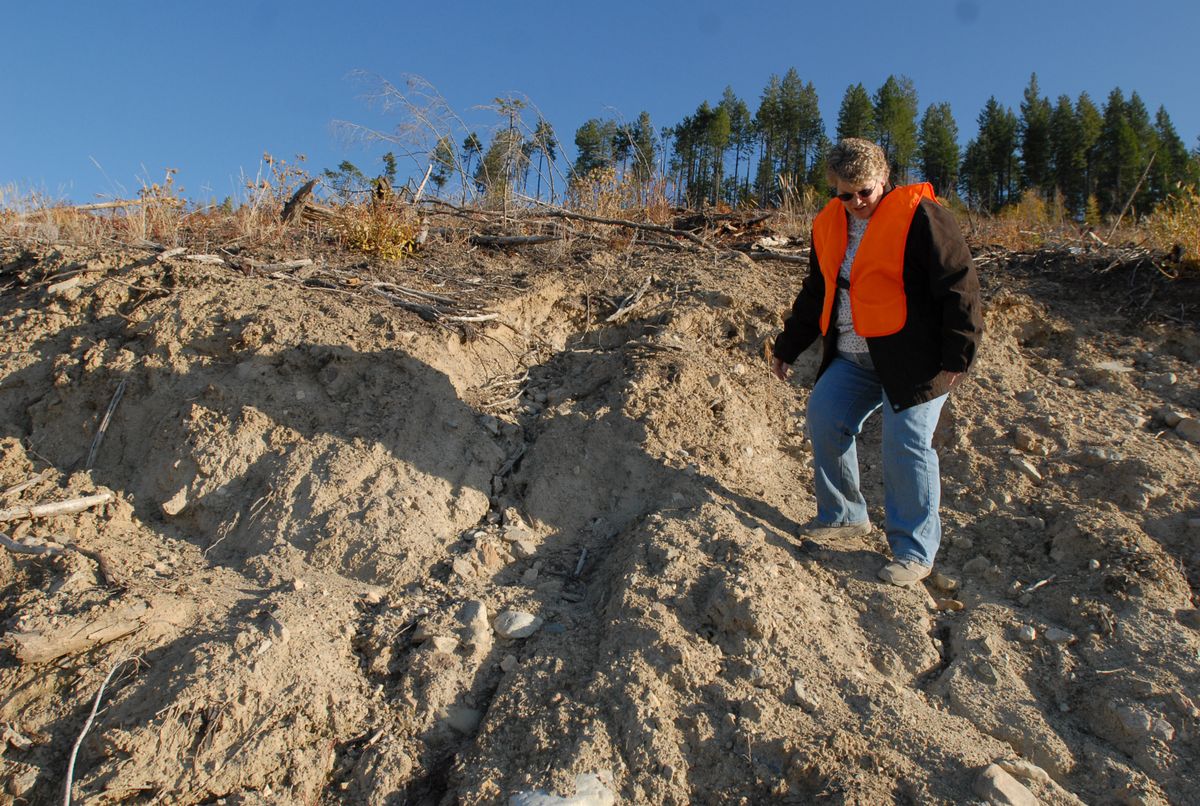 Connie Bergstrom walks along a large clear cut near Rice, Wash., on  Oct. 24, in an area owned by Forest Capital, an investment firm that has purchased land formerly owned by Boise Cascade. The company has clear cut a handful of hillsides in the area and Bergstrom and other neighbors are concerned about erosion, the ugly appearance and animal habitat. State managers say that what they are doing is legal. THE SPOKESMAN-REVIEW (JESSE TINSLEY THE SPOKESMAN-REVIEW / The Spokesman-Review)