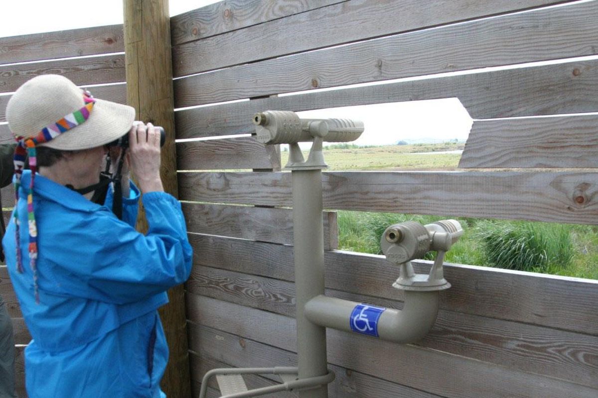 Katie Krauss views birds next to fixed spotting scopes in a blind at the Reardan Audubon Lake Wildlife Area wildlife viewing area. The scopes were stolen in November 2016. (Washington Fish and Wildlife Department photo / Washington Fish and Wildlife Department photo)