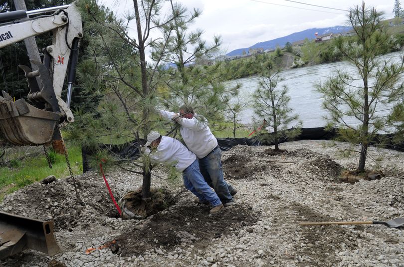 Ramon Alvarado Estrada and Frank Quates of Pointwest Landscape in Coeur d’Alene plant Ponderosa pines at the Spokane River access next to the Barker Bridge on May 12. The city of Spokane Valley regraded the site, and the Spokane Canoe and Kayak Club provided $3,500 for improvements that included planting native trees, plants and shrubs. (J. Bart Rayniak)