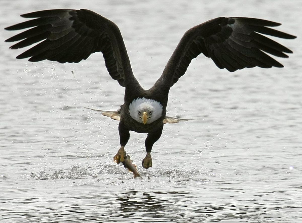 Bald eagle numbers increase at Lake CdA | The Spokesman-Review