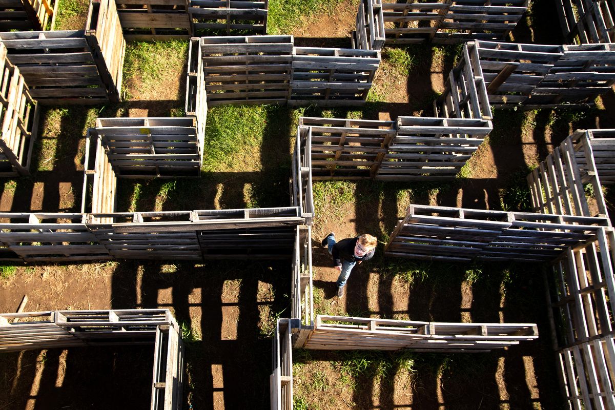 A young child makes his way through a wooden maze at Walter’s Fruit Ranch in Green Bluff on Sunday, Oct. 27, 2019. Walter’s offered family-friendly fun, visiting vendors, live music with a campfire and a U-pick pumpkin patch. (Libby Kamrowski / The Spokesman-Review)