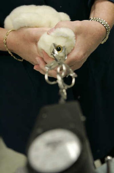 Linda Root, laboratory manager at Specialized Technology Resources Inc., demonstrates a toy safety testing technique on the eye of a stuffed animal at the laboratory, in Enfield, Conn. The safety test is made to determine if young children would be able to remove small pieces from toys that could represent a choking hazard. Associated Press
(Associated Press / The Spokesman-Review)