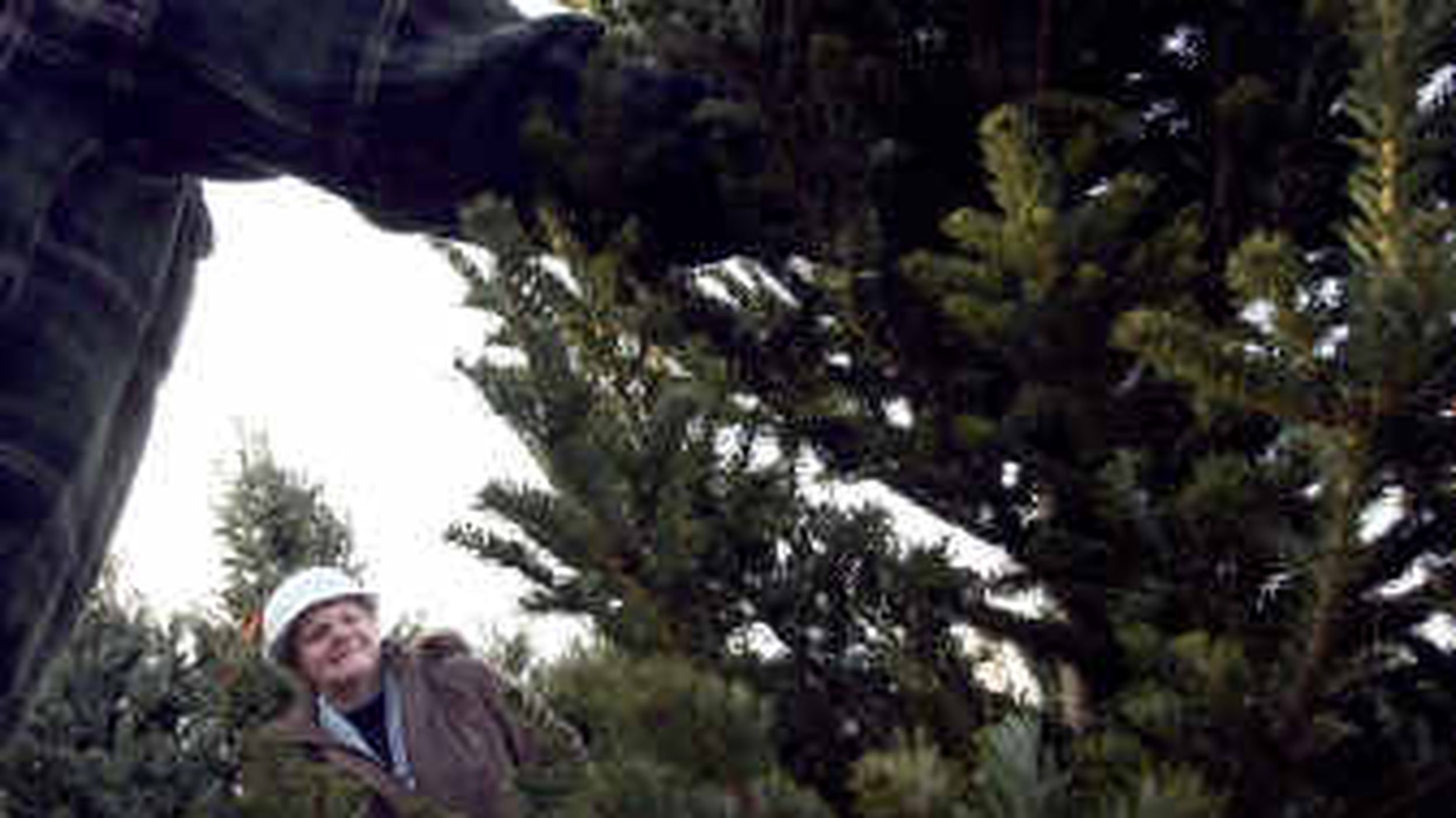Where To Get Colville Forest Christmas Tree Permits 2022 Christmas Tree Hunters Go Wild | The Spokesman-Review