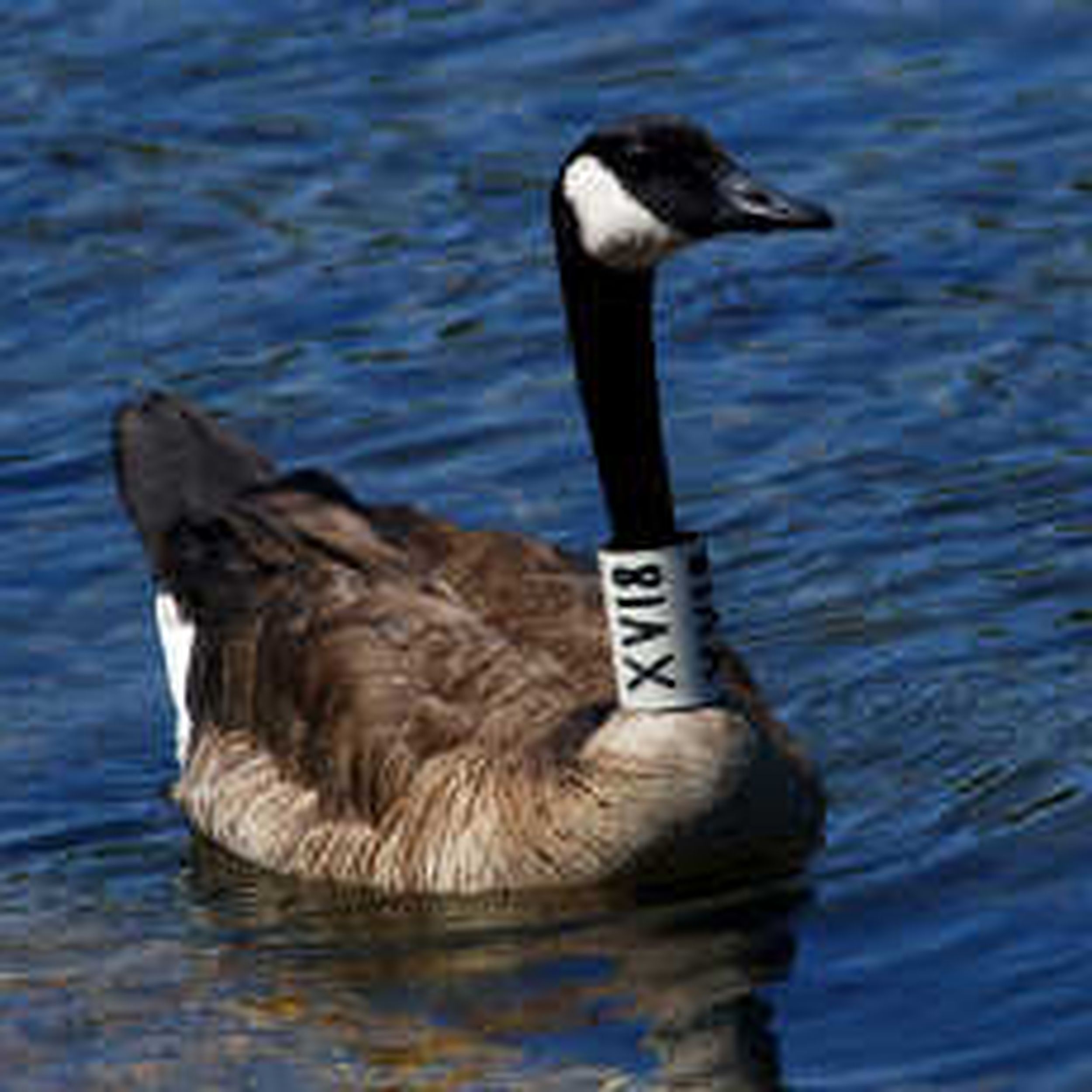 Canada goose zipper stuck clearance leg