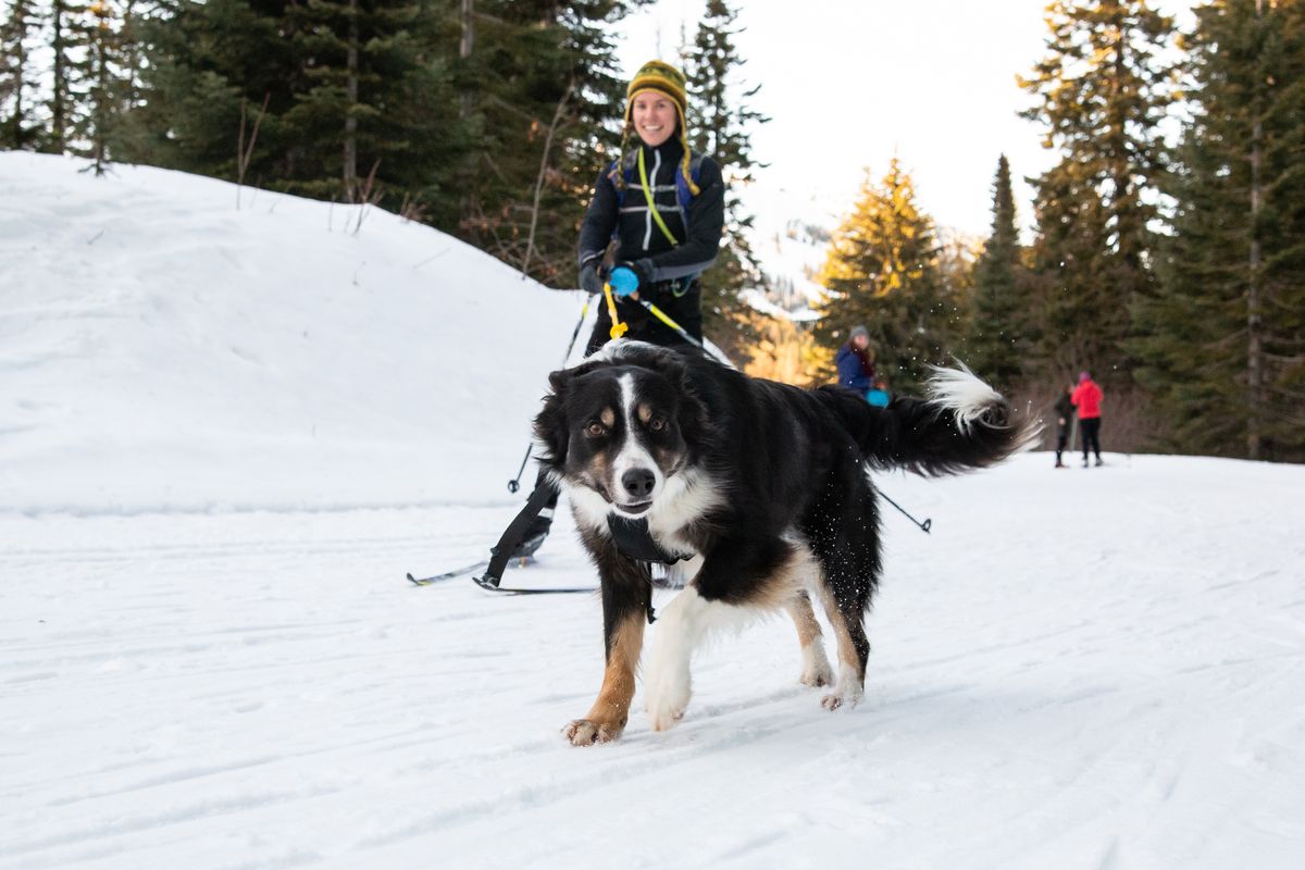 A woman and her dog zip down a trail at a skijoring clinic during the 2019 Winterfest at Mount Spokane.  (Spokesman-Review photo archives)