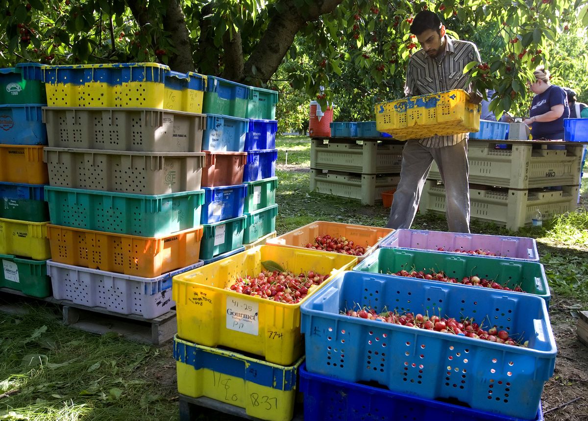 sweet cherries politics farm stands divides