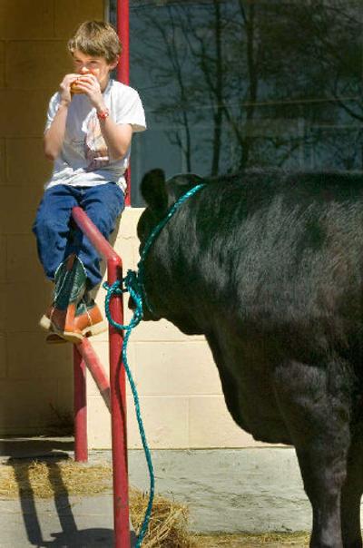 
Kai Ledgerwood, 11, of Pomeroy, Wash., bites into a hamburger Wednesday at the Junior Livestock Show at the Spokane Fair and Expo Center while watching over Luigi, his 16-month-old steer. 
 (Photos by Christopher Anderson / The Spokesman-Review)