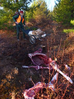 After boning out a spike elk with his hunting partner in the Blue Mountains, Jim Kujala gets ready to haul out the meat in four bags along with the skin and the spike antlers on a game cart.  After going a short way cross-country, Kujala and his partner, Rich Landers, were able to pull the cart on old logging roads closed to motor vehicle traffic about 2 miles to a main road near their camp. (Rich Landers)