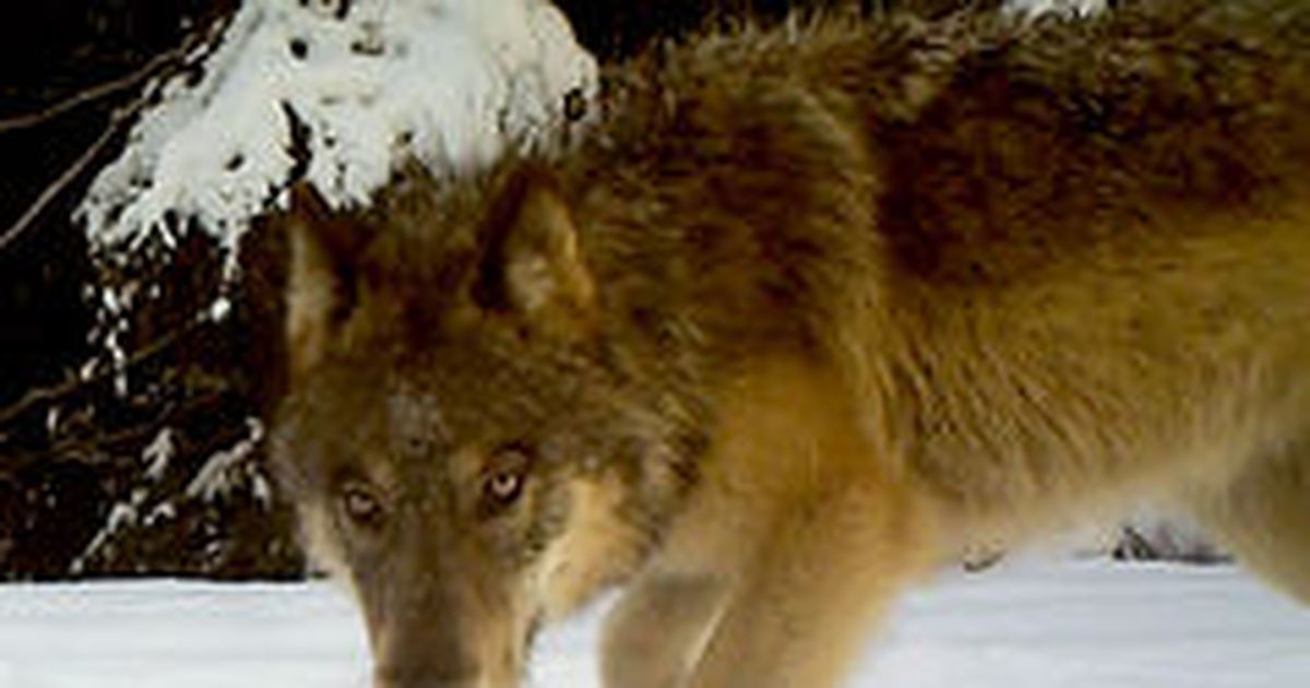 Washington will try to kill wolf packs near the Canadian border