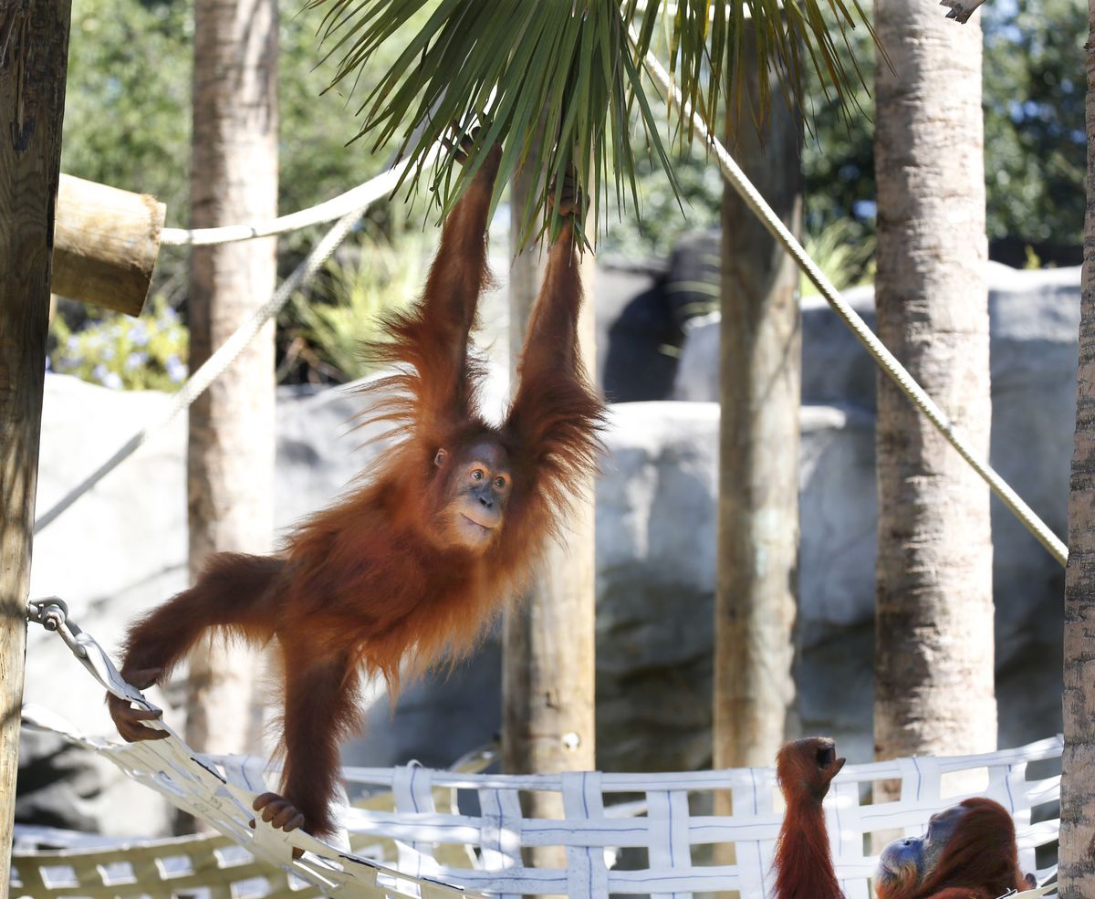 Menari, a Sumatran orangutan, climbs in her enclosure at Audubon Zoo in New Orleans, on Sept. 25, 2015. Menari, 12, is pregnant with twins, the zoo said Thursday.  (Susan Poag)