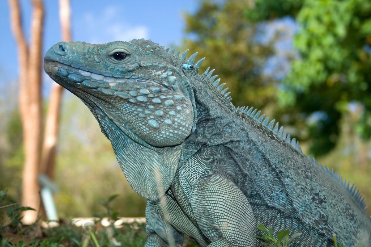 Above: Blue Iguana at the Blue Iguana Habitat. 
 
Below: The Cayman Islands National Museum. (Dave Taylor / TNS)