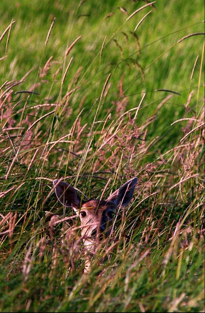 Columbian white-tailed deer that roam in Oregon’s Douglas County were removed from the federal Threaten and Endangered Species List in 2003 after a 20-year recovery effort. A distinct population of Columbian whitetails in southwestern Washington now appears to be recovered after reaching a goal of about 400 animals.  (File Associated Press / The Spokesman-Review)