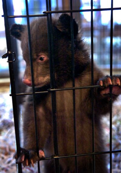 
Kona, a 10-week-old black bear cub on loan to Cat Tales Zoological Park, looks out from his cage Friday. Kona and another cub, Java, are from Yellowstone Bear World in Rexburg, Idaho. 
 (Holly Pickett / The Spokesman-Review)