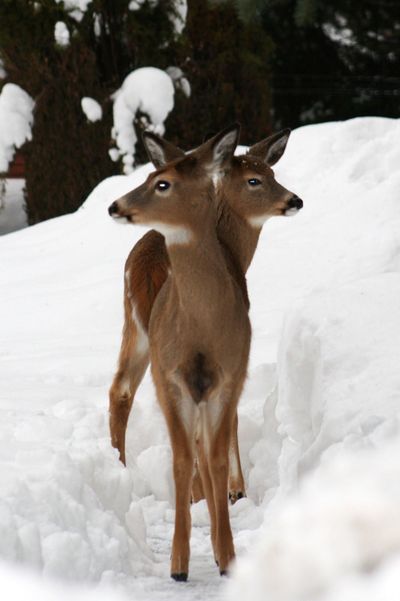  (Picasa 3.0 / The Spokesman-Review)