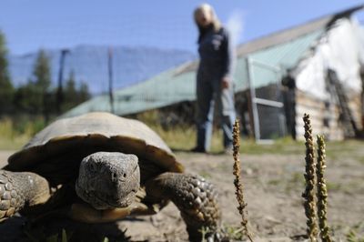 Sadie the stranded tortoise is getting a lift to her new home in Blythe, Calif.   (File / The Spokesman-Review)