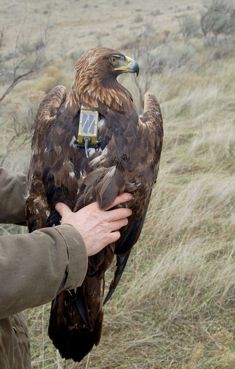 Golden Eagles - The Nature Conservancy in Washington