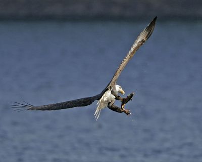 A bald eagle snatches a spawning kokanee from Lake Coeur d’Alene’s Wolf Lodge Bay. File photo by Tom Munson (File photo by Tom Munson)