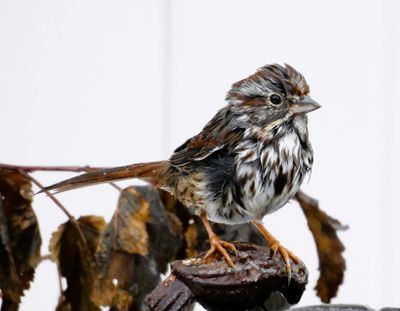 Mary Jo Stauner took this photo of a song sparrow taking a bath in the dead of winter.  (Courtesy of Mary Jo Stauner)