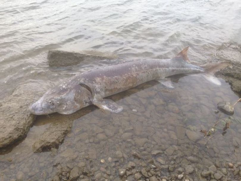 Large sturgeon are dying in the Columbia River in mid-July, 2015.  Some combination of factors related to warmer-than-normal water temperatures and extremely low flows for July are likely the causes, experts say. (Karla Bahena)