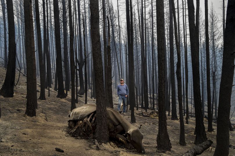 Doug Grumbach, a fourth-generation Ferry County rancher, stands Wednesday in the charred Colville National Forest near the Canadian border, where the Stickpin fire killed 12 head of his cattle. This cow became wedged between two trees trying to flee the flames. (Tyler Tjomsland)
