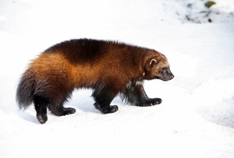 Wolverines, described as a 30-pound ball of muscle, teeth and attitude, require vast wild areas to roam and survive. Volunteers are helping researchers document where the carnivores are active in the Inland Northwest.
