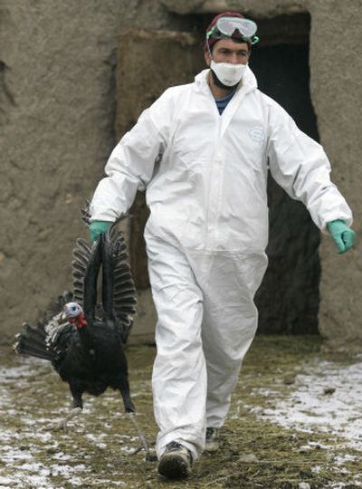 
An Agriculture Ministry official carries a turkey as he collects poultry in the eastern Turkish town of Dogubayazit on Saturday. 
 (Associated Press / The Spokesman-Review)