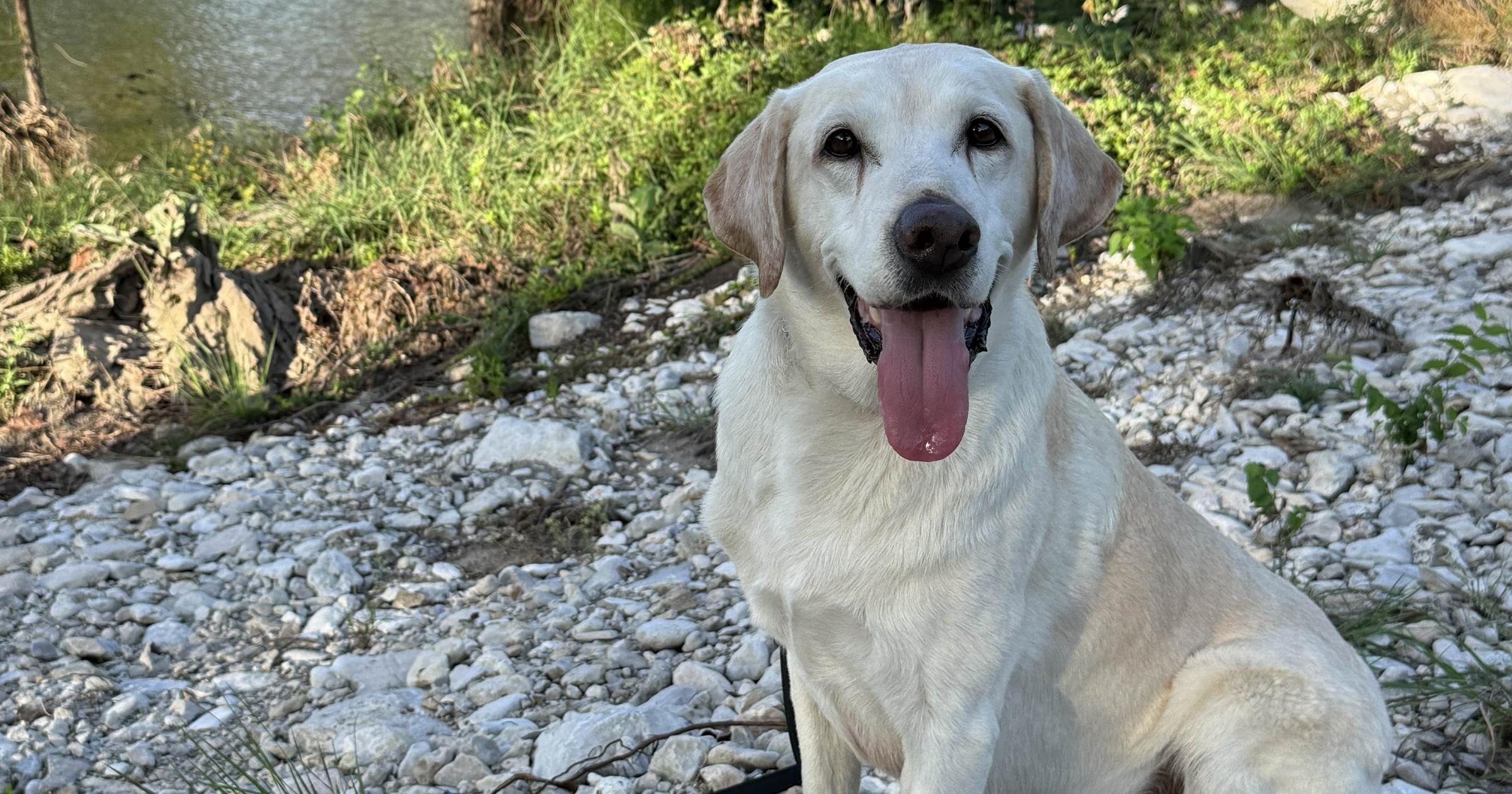 He was a frail shelter pup. Now he works search and rescue in disaster zones.