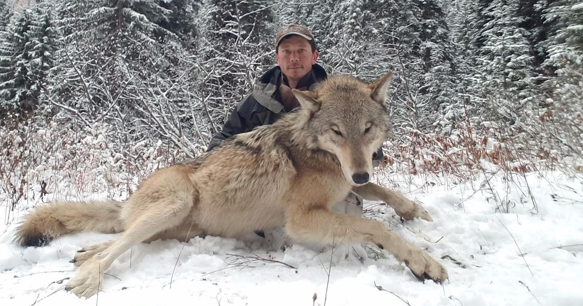 The Truth About Wolf Hunting in North America