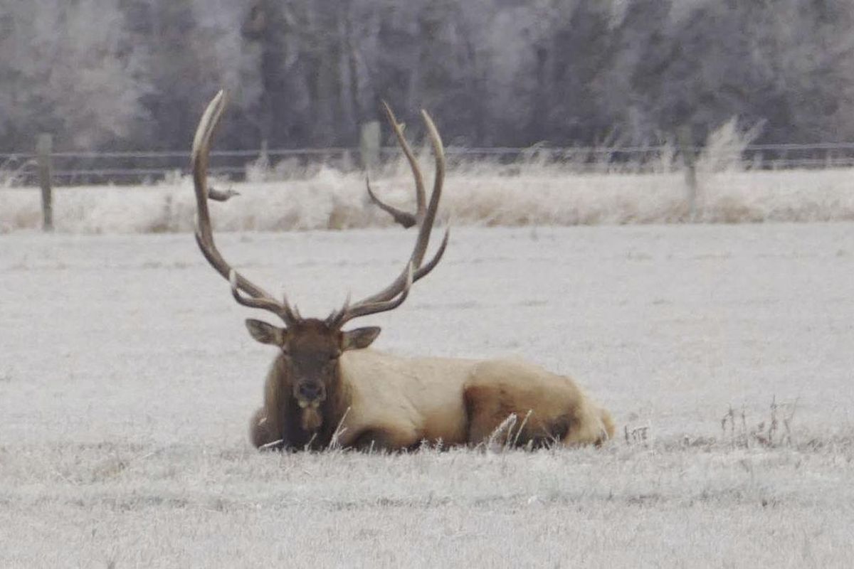 A bull elk that frequented pastures near Ellensburg, Washington, was killed by a hunter under suspicious circumstances in 2015. Some locals called the elk "Bullwinkle." (Courtesy photo)