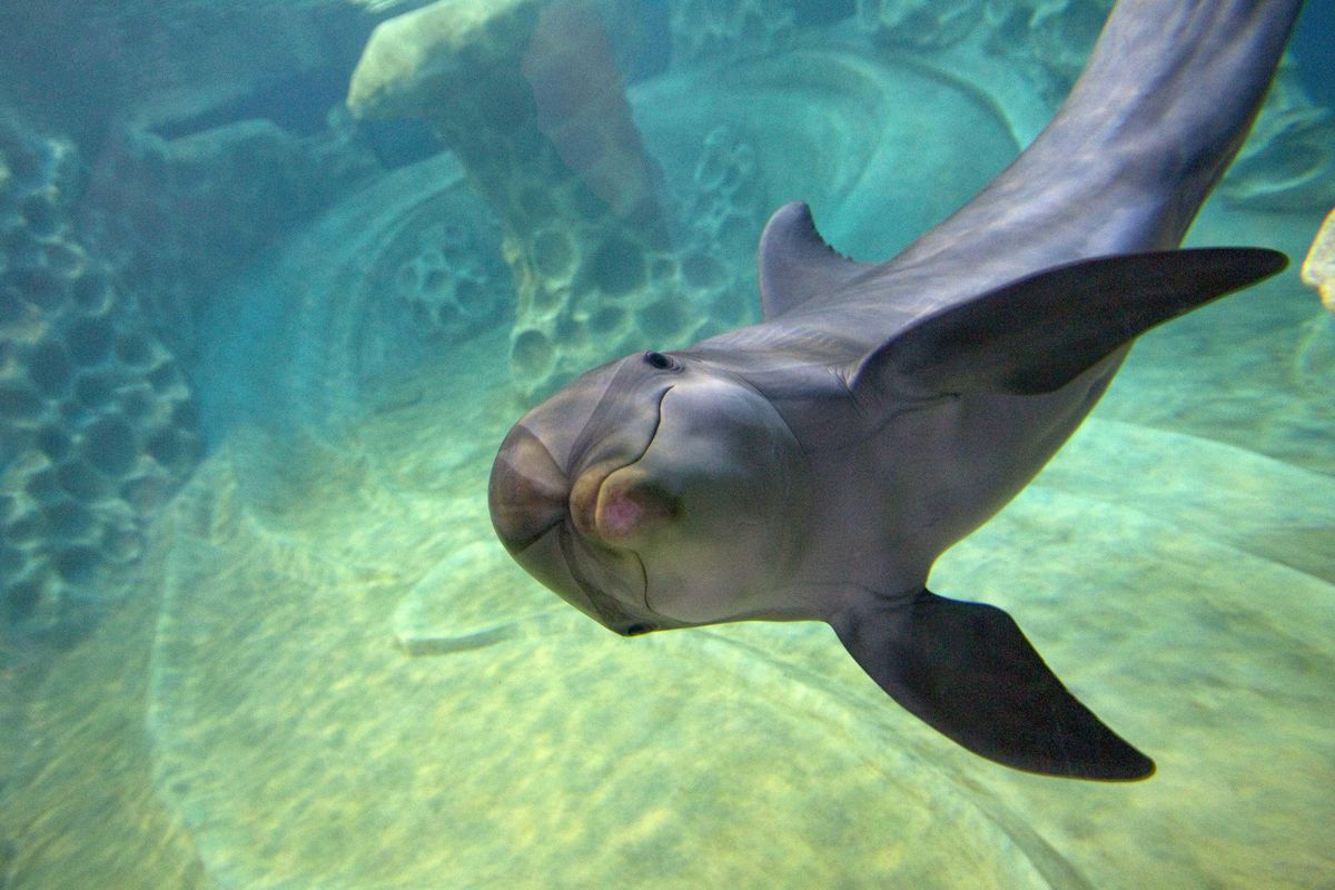 Lily, a bottlenose dolphin, swims in the new exhibit at the Georgia Aquarium on Wednesday, Feb. 16, 2011, in Atlanta. (David Goldman / AP)