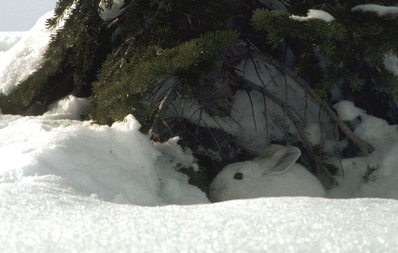 Snowshoe hare, in its winter white phase, hides in a tree well. (Montana Fish, Wildlife and Parks)