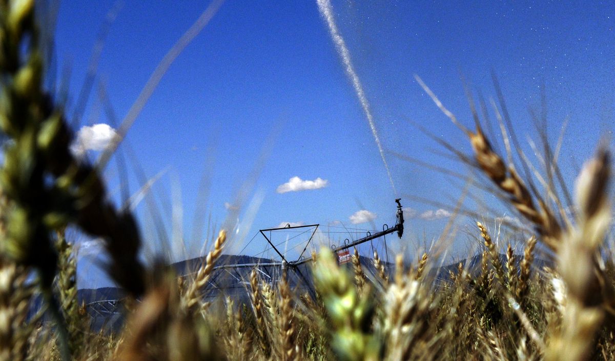An irrigation system runs in a field on the Rathdrum Prairie on Thursday.  North Idaho is beginning  a sensitive water adjudication process.  (Photos by KATHY PLONKA / The Spokesman-Review)