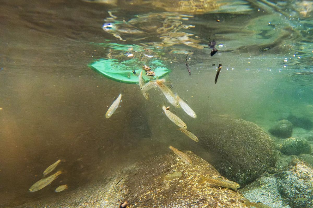 Juvenile steelhead trout are released back into the water after they were caught during a fish survey in Wooley Creek.  (Gina Ferazzi/Los Angeles Times/TNS)