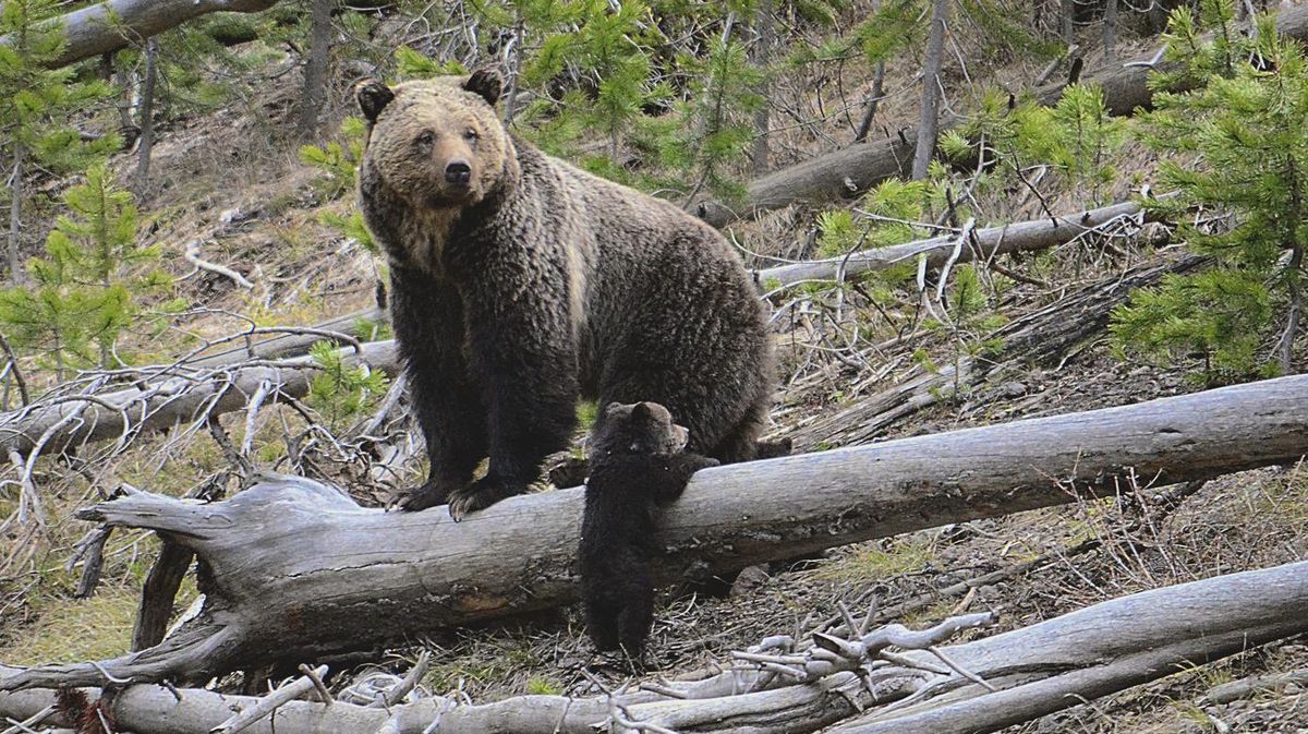 Grizzly detected in Montana’s Bitterroots last week | The Spokesman-Review