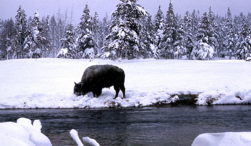 A bison digs under the snow to graze inside Yellowstone National Park, Mont., in this undated photograph provided by the National Park Service. State and federal agencies will reveal today what plans they've got in store for Yellowstone bison this winter amid pressure from surrounding communities to keep the animals in the park. (Associated Press)
