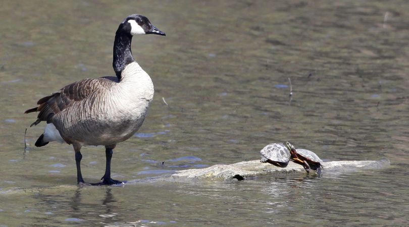 A Canada goose shares a log with two turtles at the Shaker Lakes Nature Center in Shaker Hts., Ohio on Wednesday, April 21, 2010.  The Nature Center was founded in 1966 in a grassroots effort to protect the Shaker Parklands, which would have been destroyed at the time by a proposed freeway linking downtown Cleveland to its eastern suburbs.  Tomorrow is the 40th celebration of Earth Day. (Amy Sancetta / Associated Press)