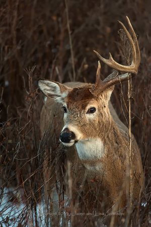 A whitetail buck sheds one side of its antlers in December. One more to go. (Jaimie Johnson)