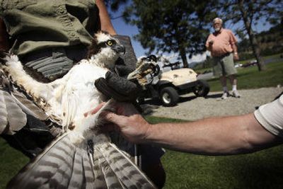 
After the osprey was rescued, the Raptor Chapter fitted it with a transmitter Monday to help locate its nesting location. 
 (Associated Press / The Spokesman-Review)